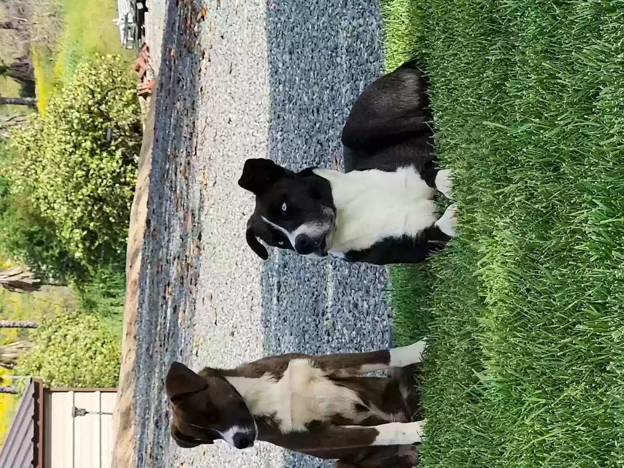 Found dog in Riverside, CA, 92504
