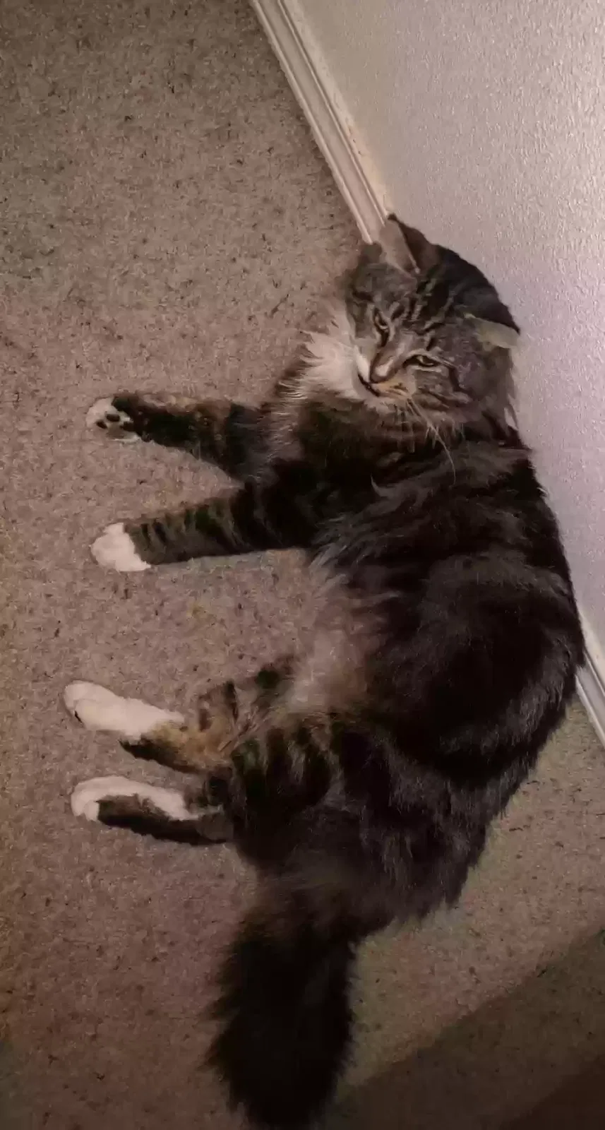 Lost cat in Vancouver, WA, 98662