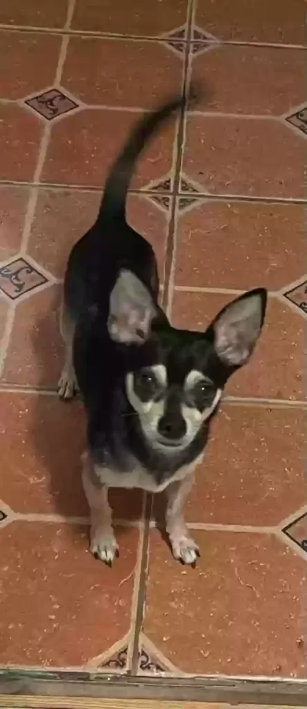Lost dog in Miami, FL, 33150