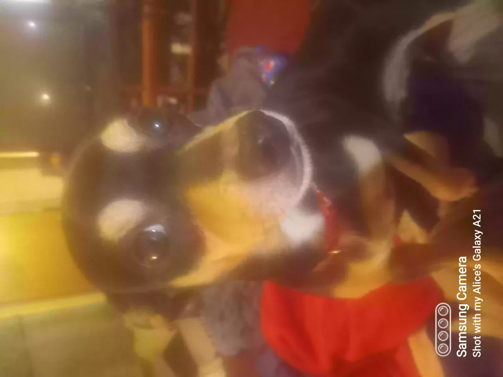 Lost dog in Boomer, NC, 28606
