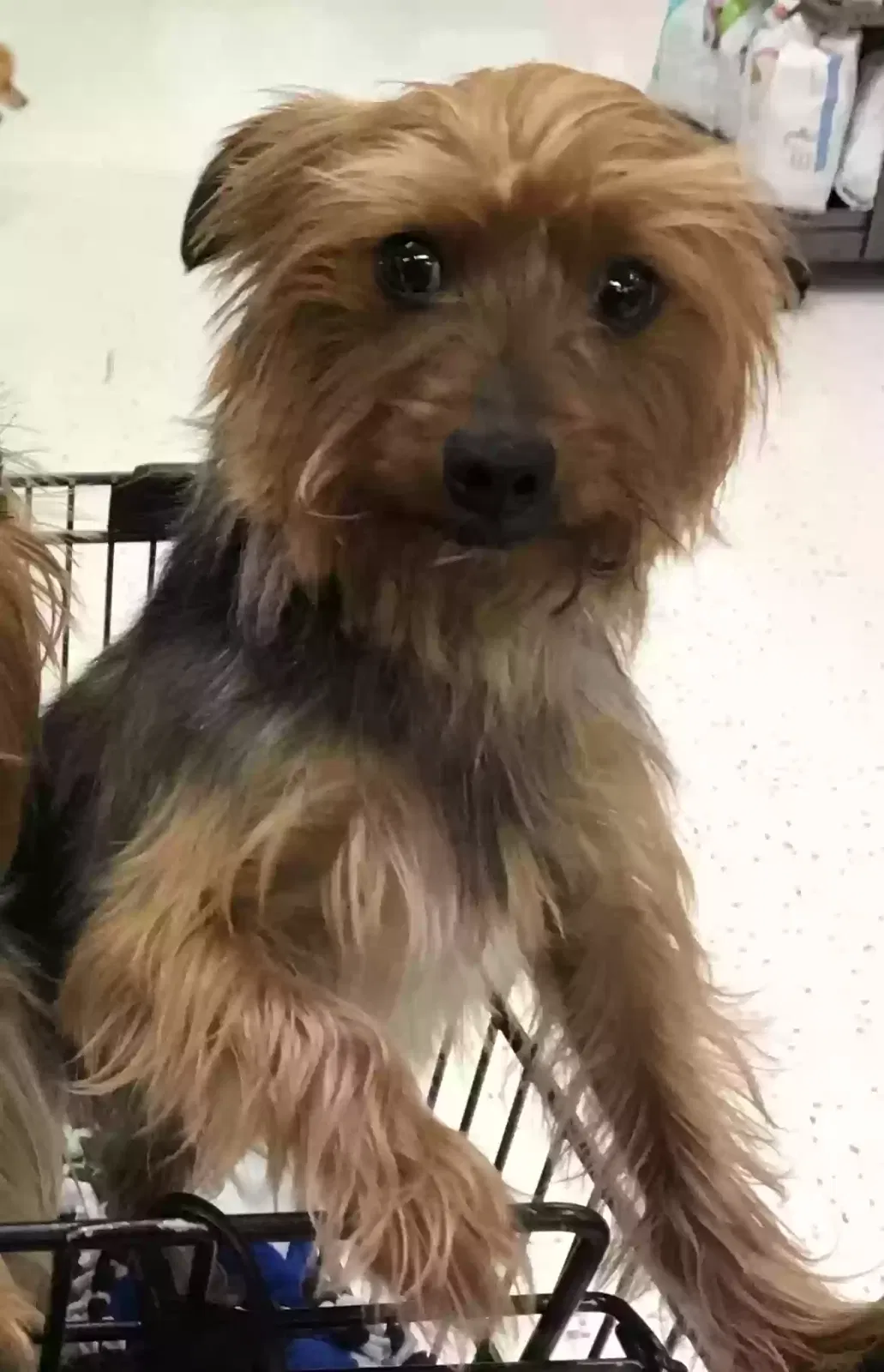 Lost dog in Round Rock, TX, 78681