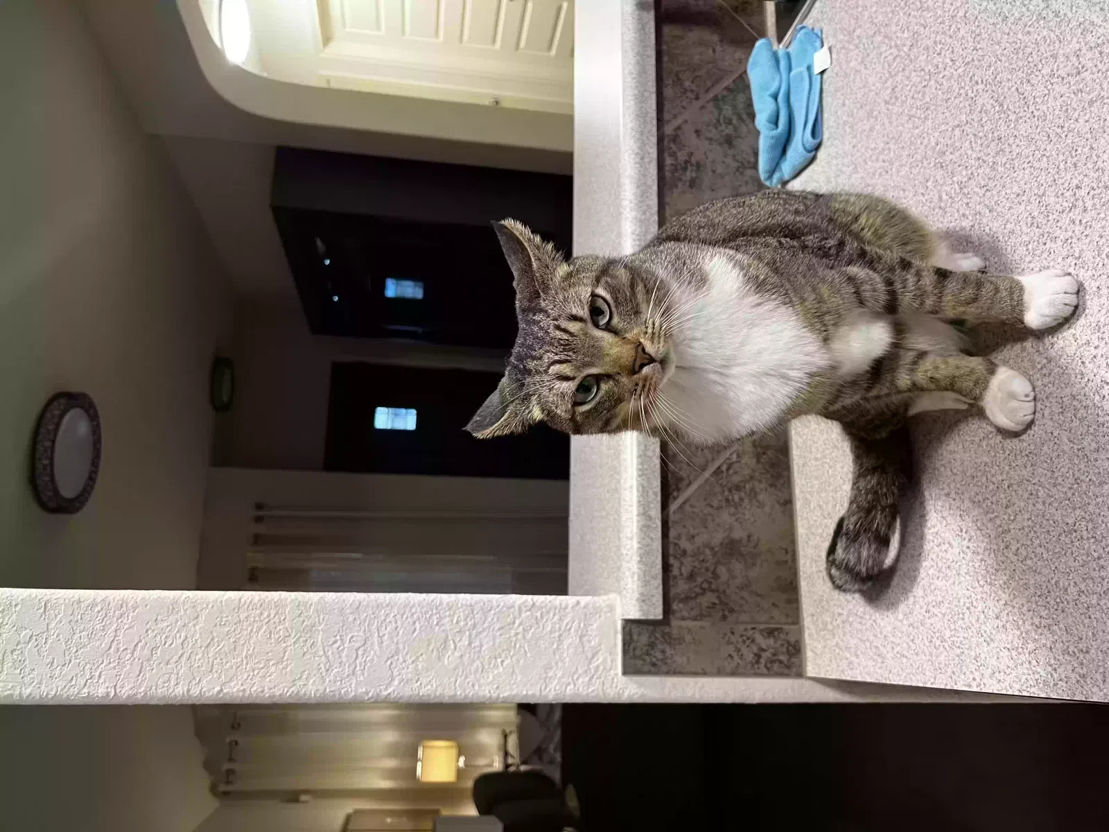 Lost cat in New Braunfels, TX, 78130