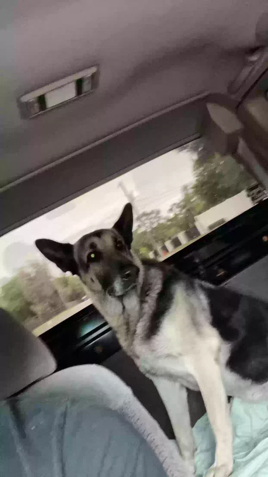 Lost dog in Wesley Chapel, FL, 33543