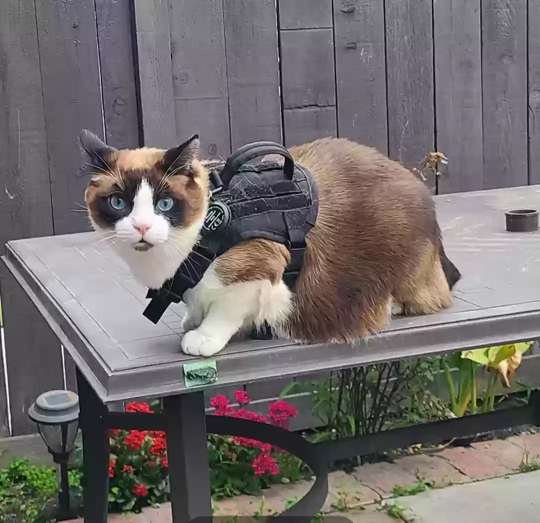 Lost cat in Santa Fe Springs, CA, 90670