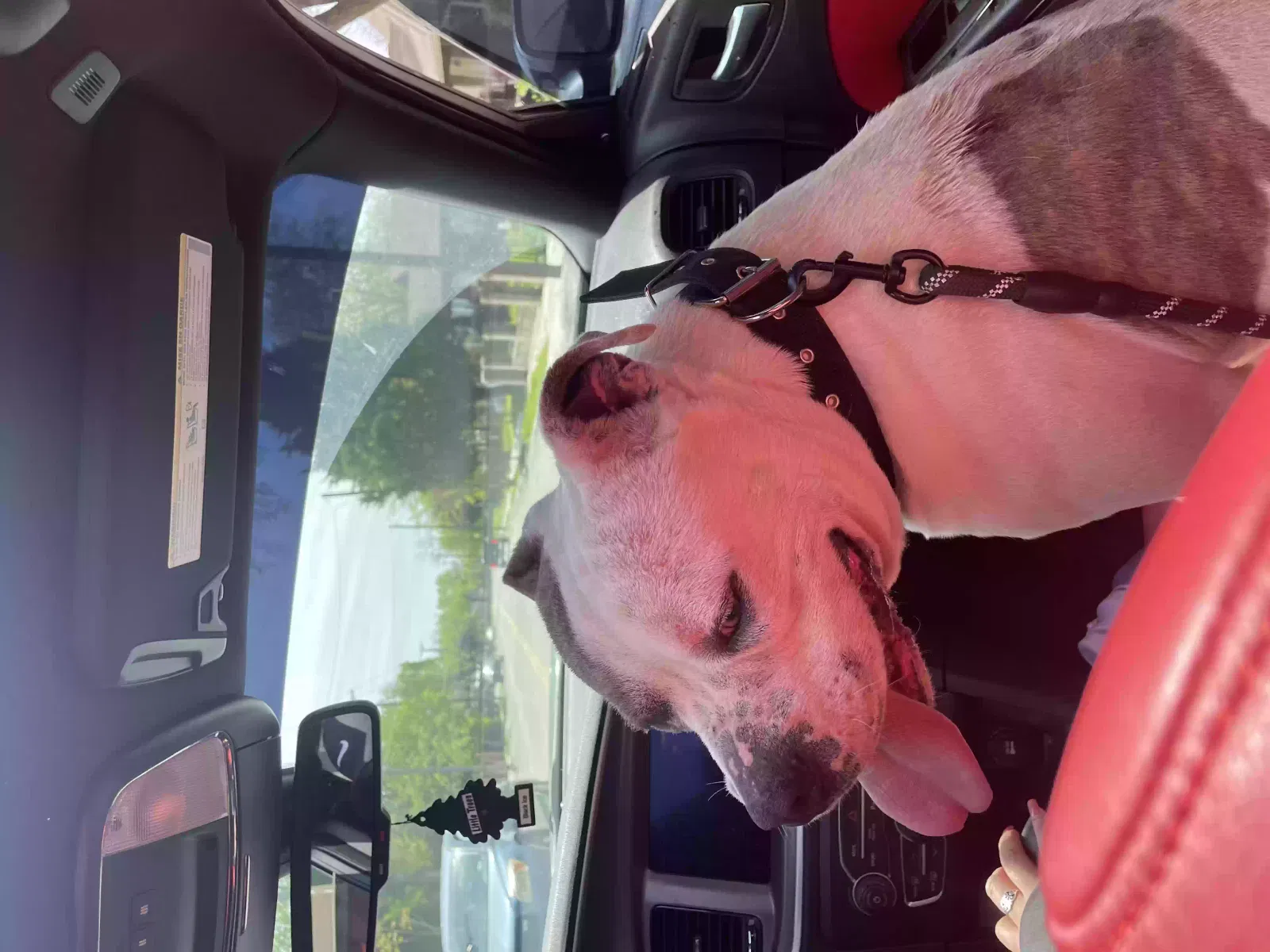 Lost dog in Dallas, TX, 75223