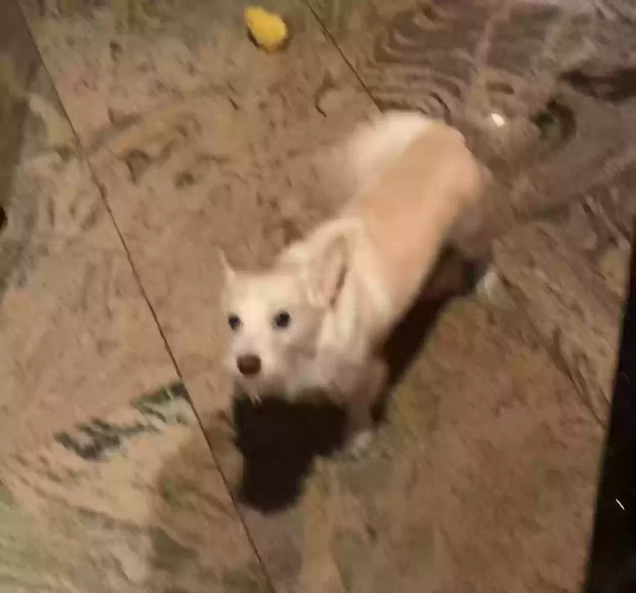 Lost dog in Hacienda Heights, CA, 91745