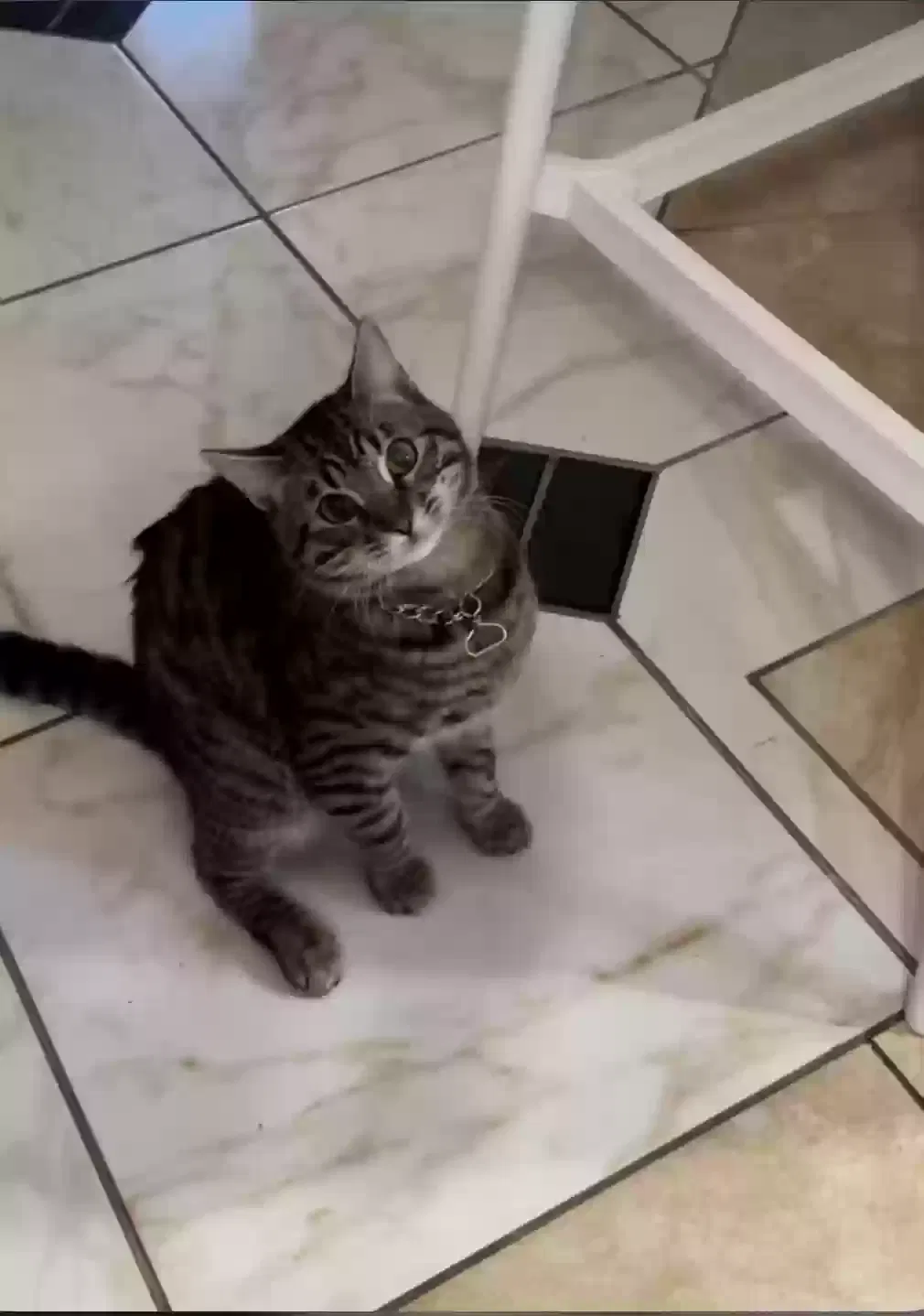 Lost cat in Lancaster, CA, 93534