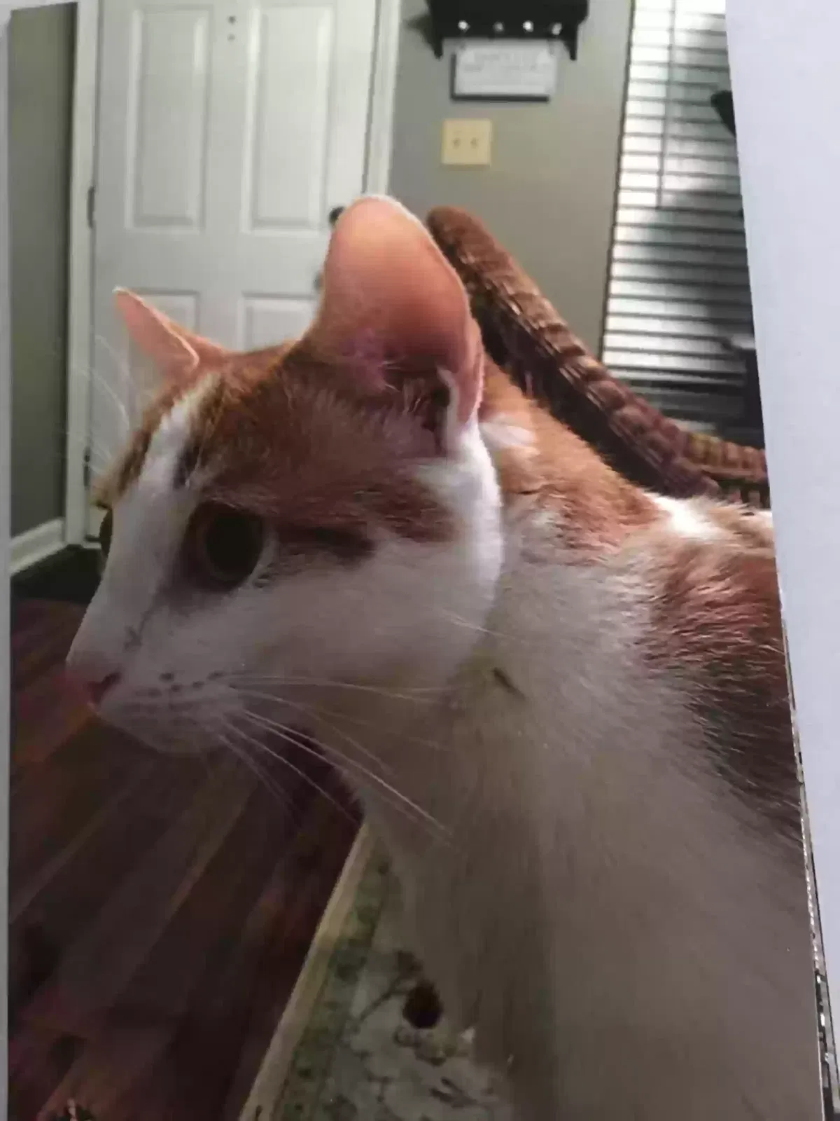 Lost cat in Belmont, NC, 28012