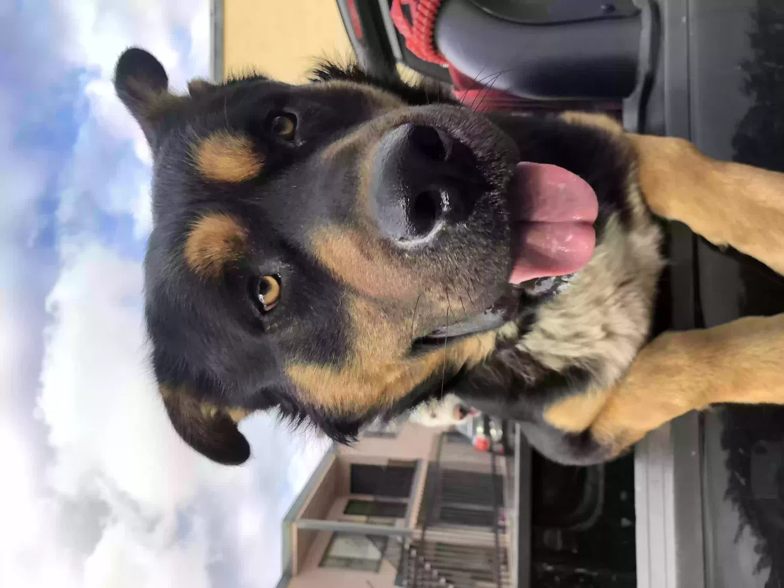 Lost dog in Los Angeles, CA, 90062