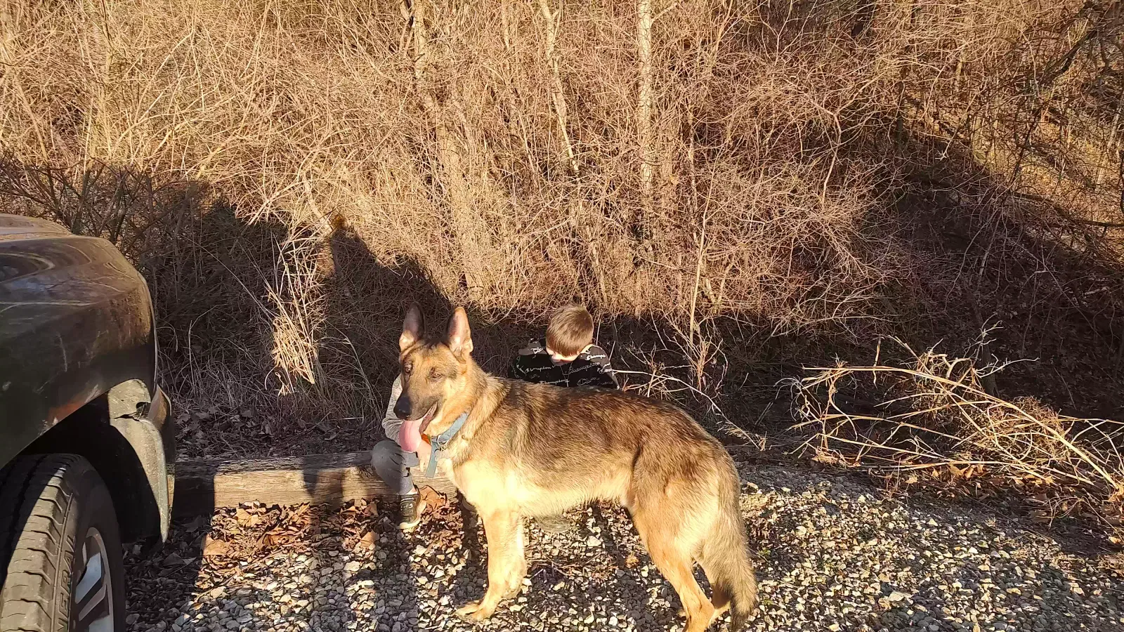 Lost dog in Connersville, IN, 47331