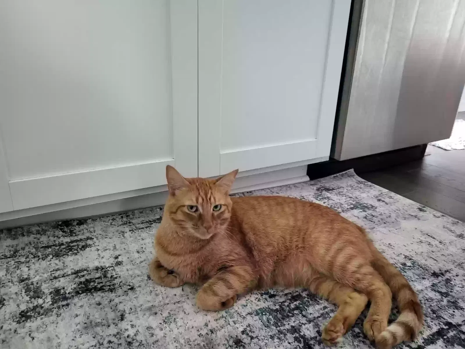 Lost cat in Charleston, SC, 29407