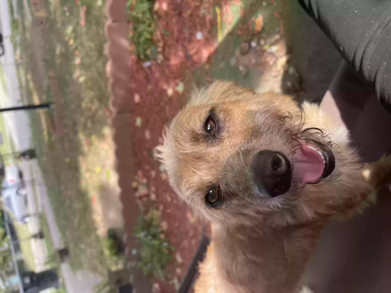 Lost dog in Detroit, MI, 48223