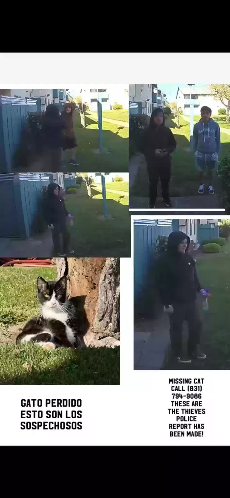 Lost cat in Salinas, CA, 93905