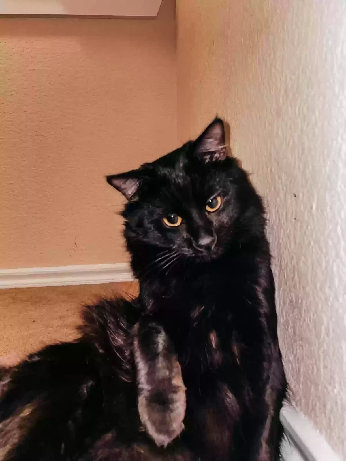 Lost cat in Waxahachie, TX, 75165