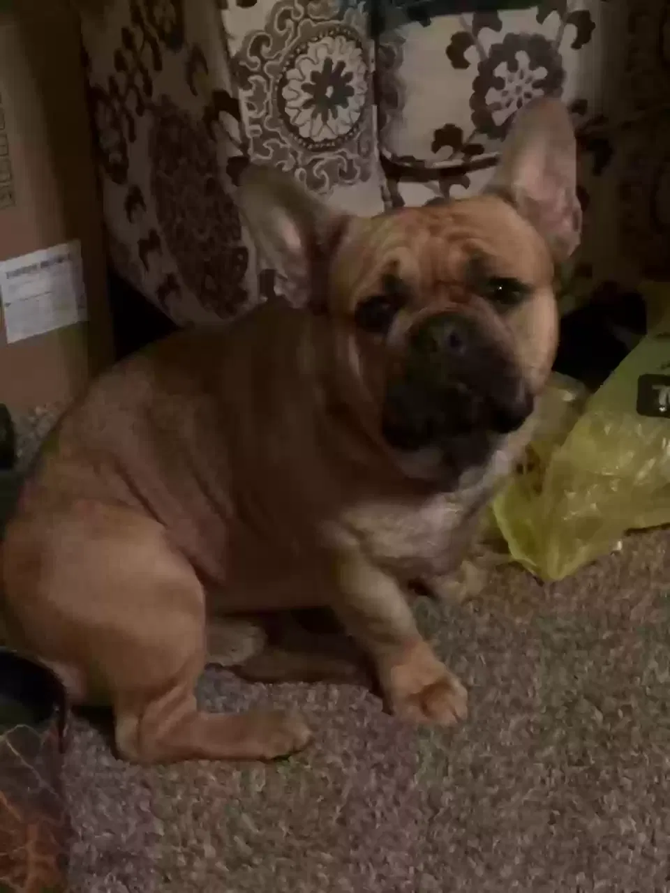 Lost dog in Columbia, SC, 29203