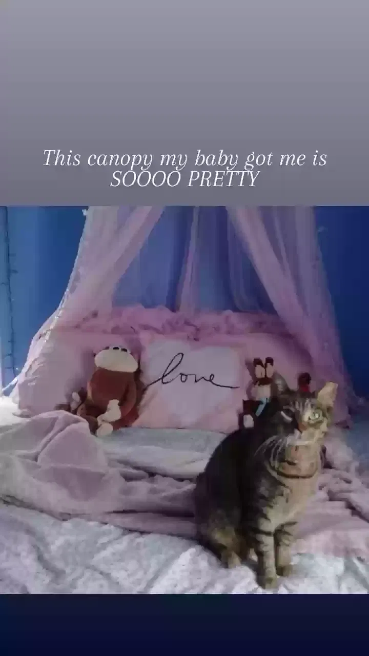 Lost cat in Indianapolis, IN, 46224