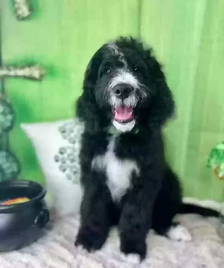 Lost dog in Greenville, NC, 27834
