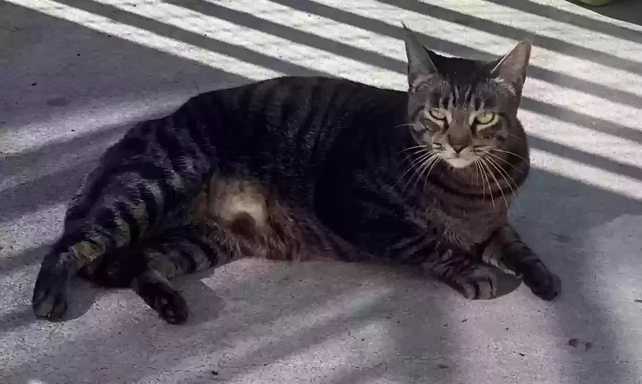 Lost cat in Santa Rosa, CA, 95407