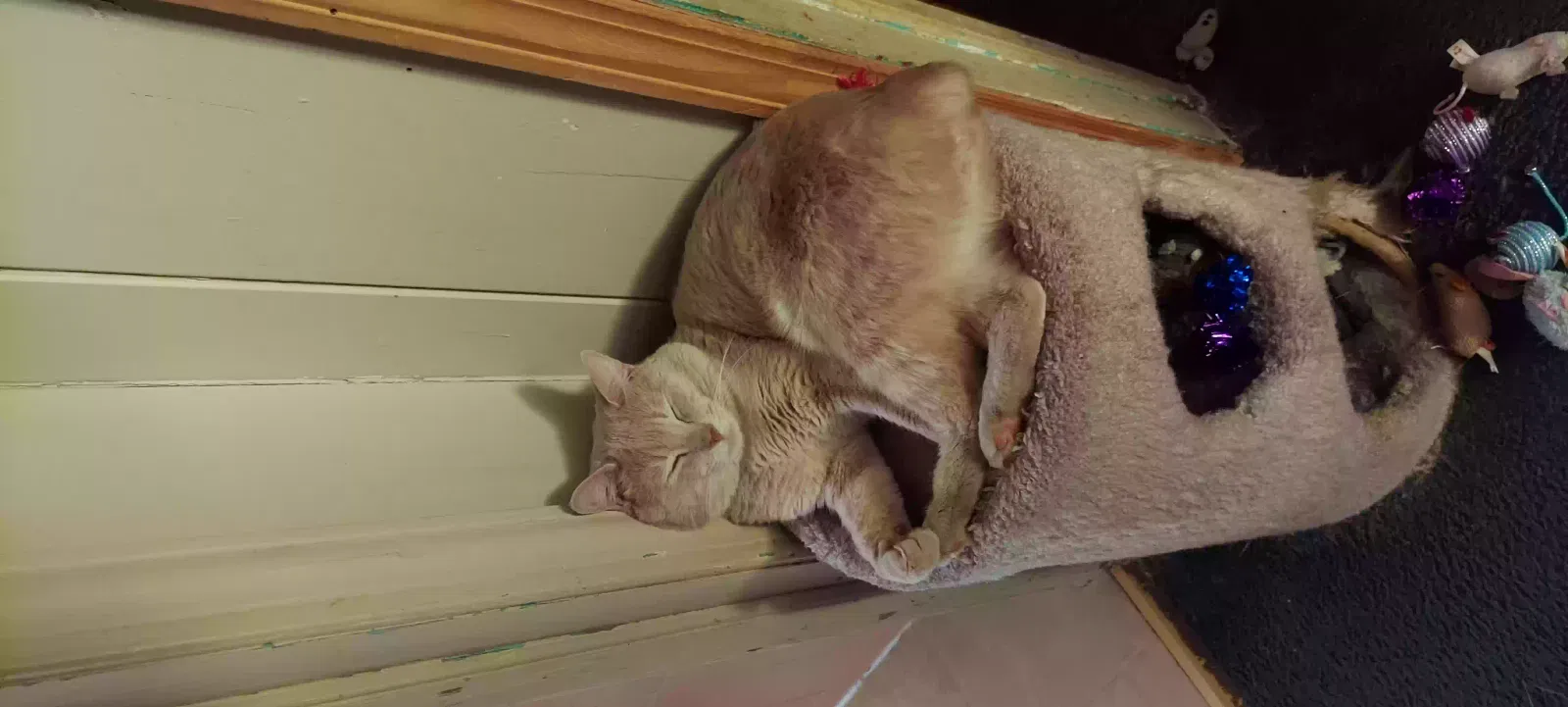 Lost cat in Winston Salem, NC, 27107