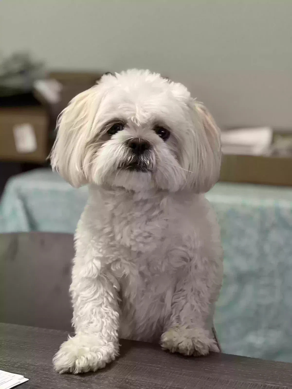 Lost dog in Avondale, AZ, 85323