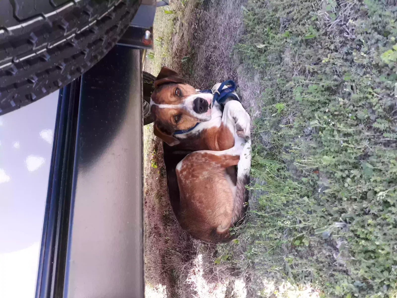 Lost dog in Springville, TN, 38256