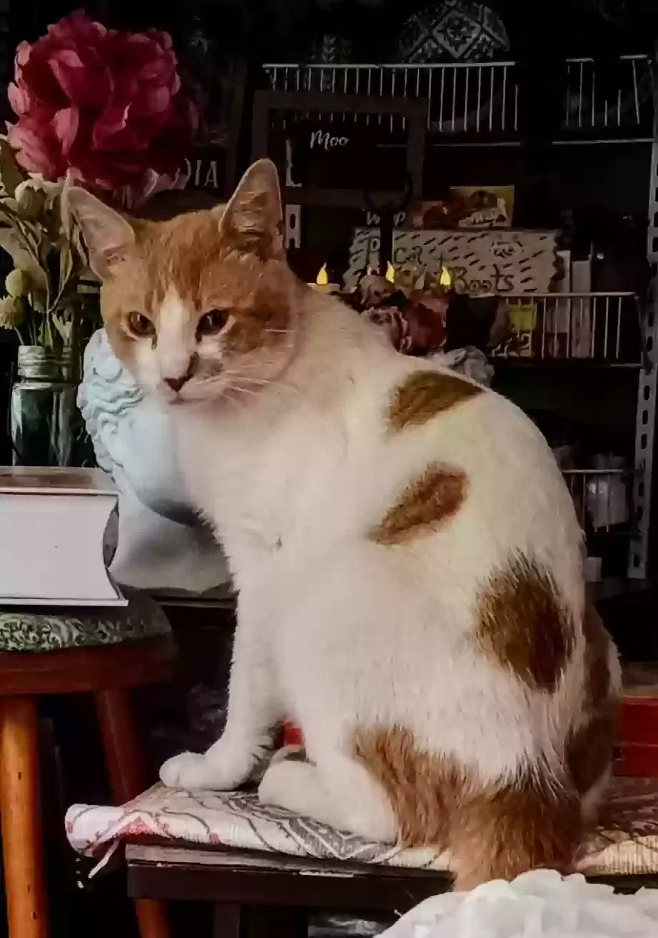 Lost cat in Myerstown, PA, 17067
