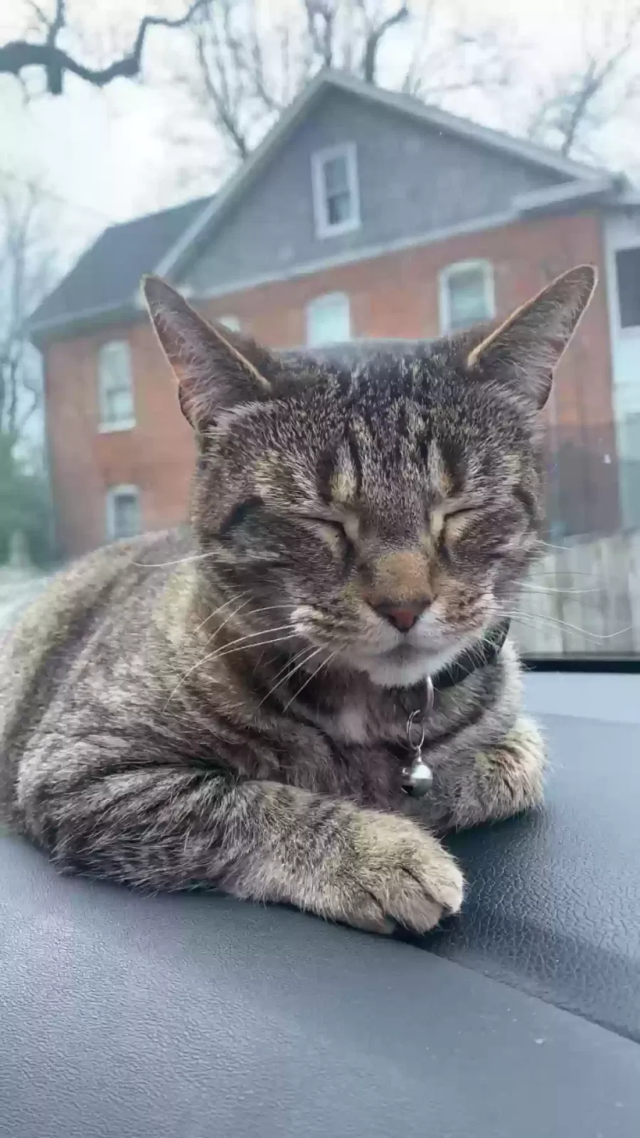Lost cat in Raleigh, NC, 27604
