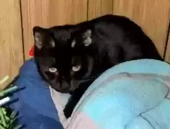 Lost cat in Holyoke, MA, 1040