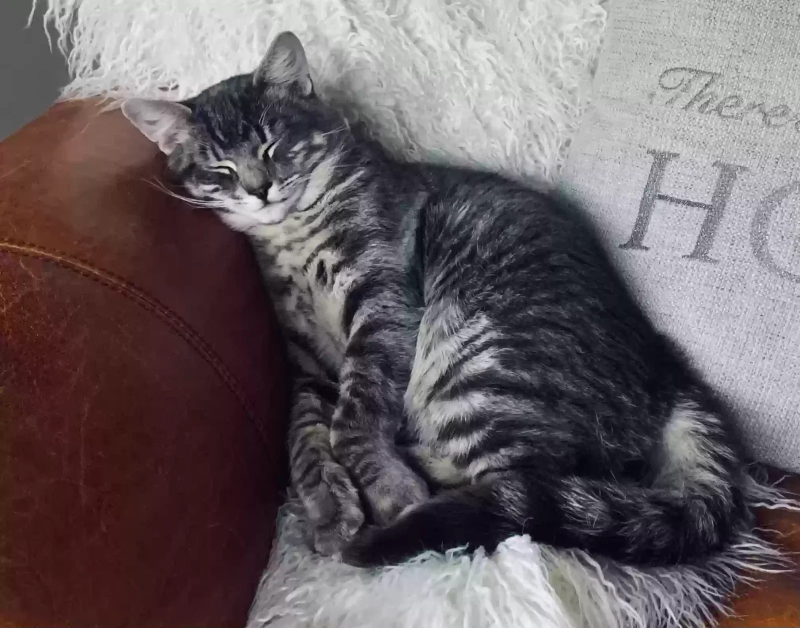 Lost cat in Maple Valley, WA, 98038