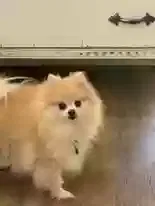 Lost dog in North Richland Hills, TX, 76180
