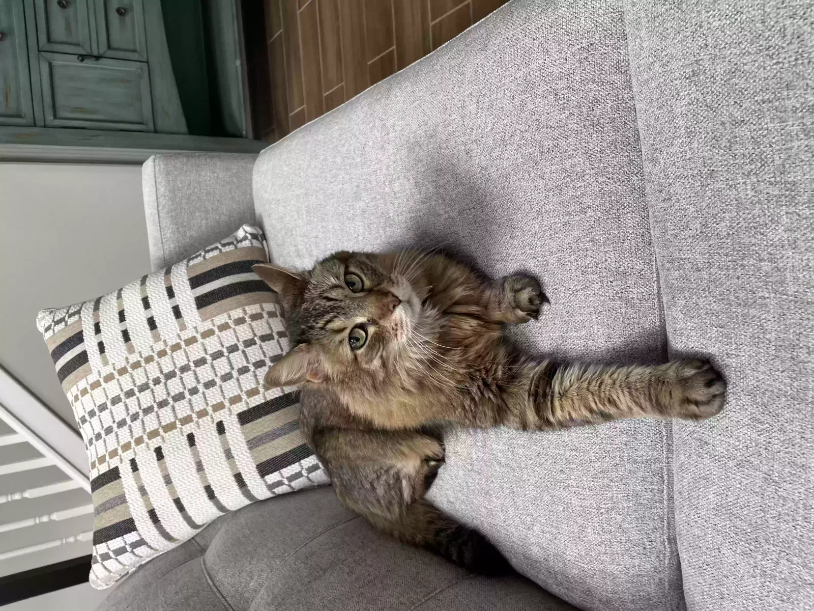 Lost cat in Houston, TX, 77006