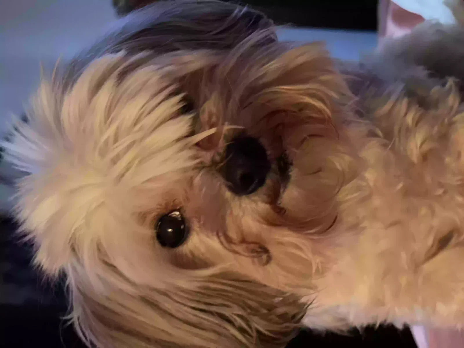 Lost dog in Sacramento, CA, 95823
