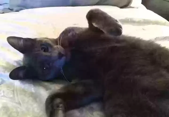 Lost cat in El Cajon, CA, 92021