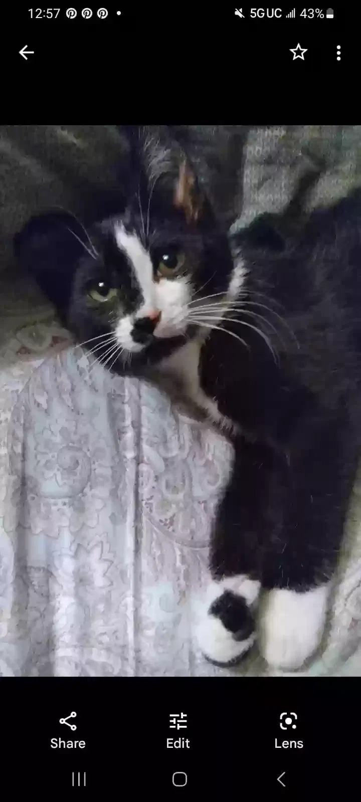 Lost cat in El Cajon, CA, 92021
