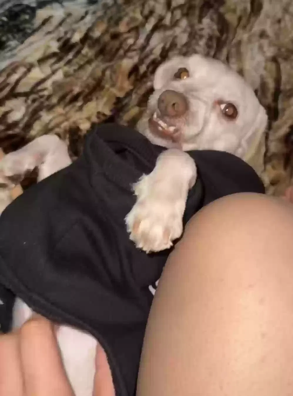 Lost dog in Diamond Bar, CA, 91765