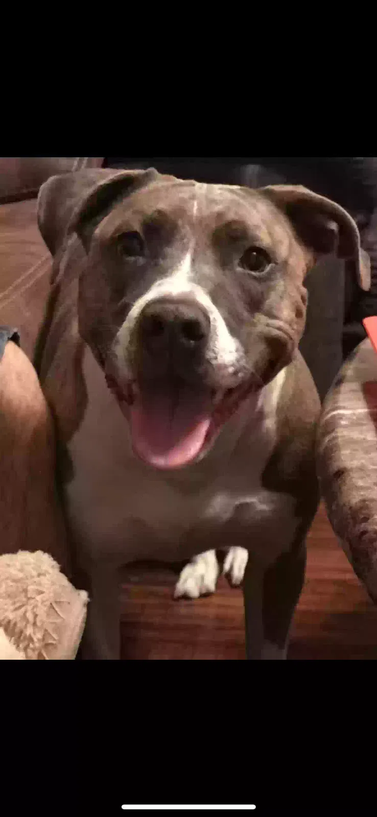 Lost dog in Mineral City, OH, 44656