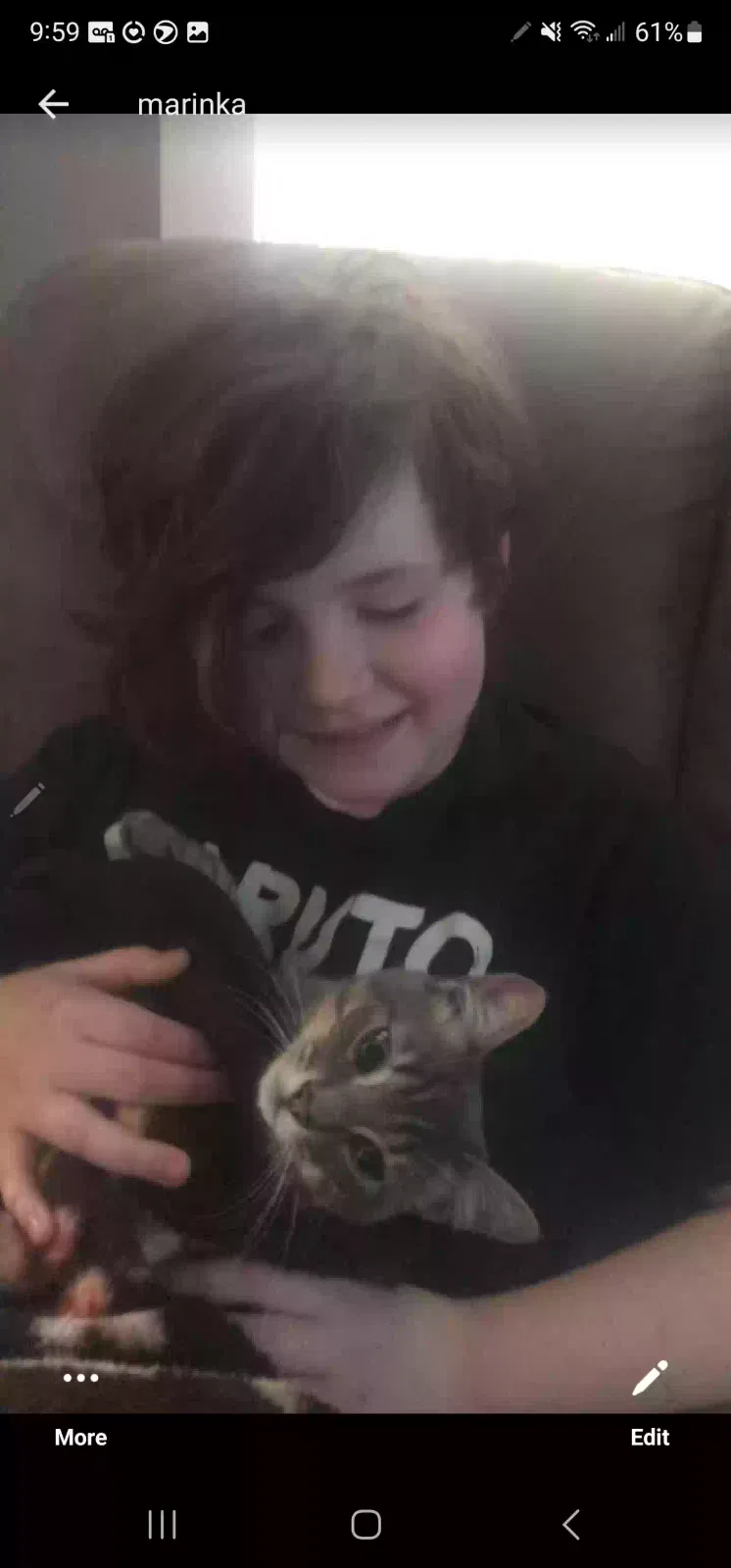 Lost cat in Rochester, NY, 14617