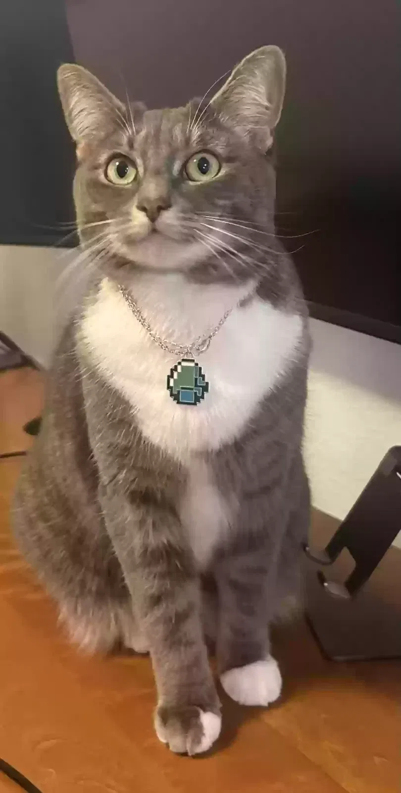 Lost cat in Bothell, WA, 98012