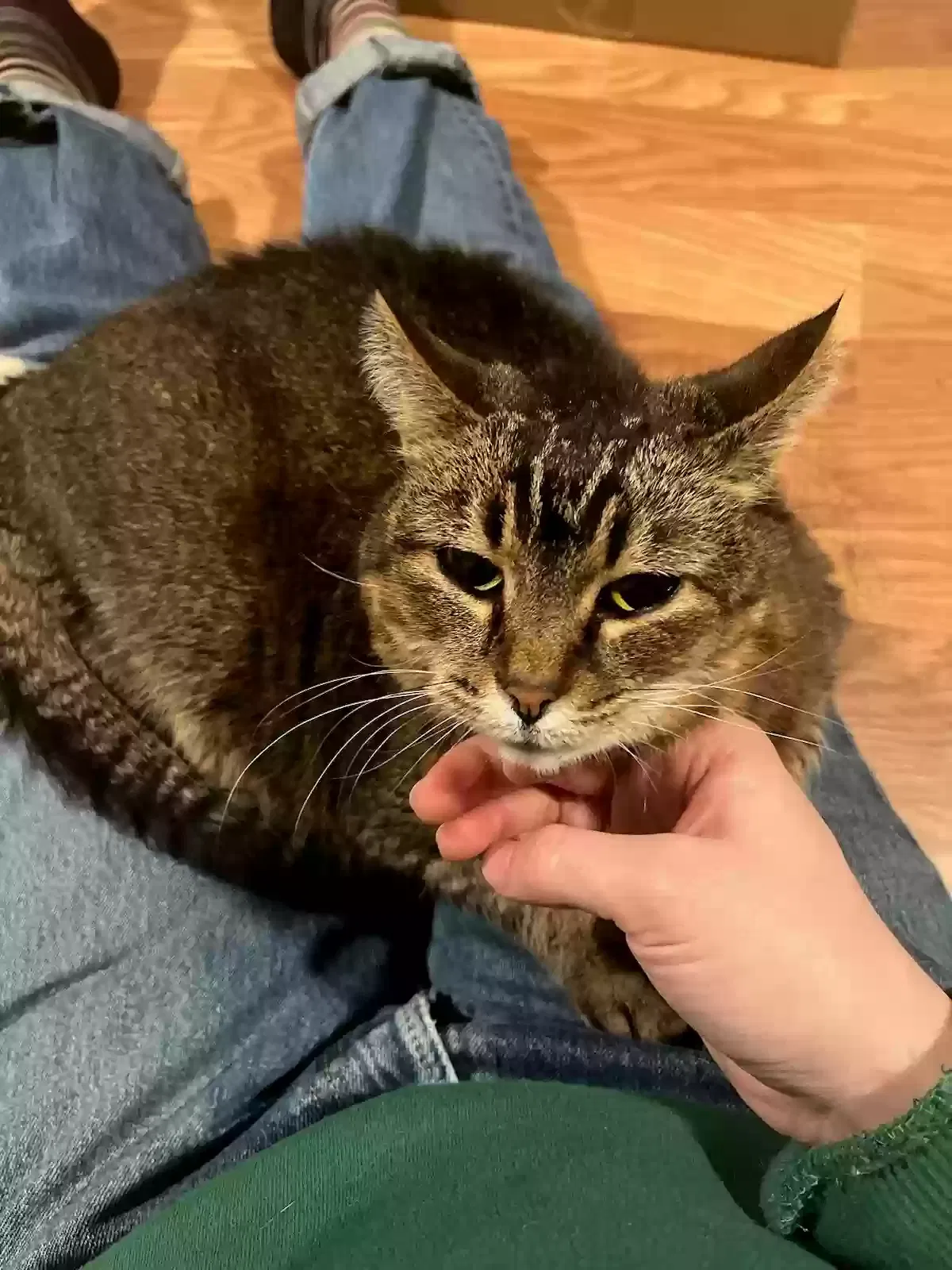Lost cat in Portland, OR, 97215