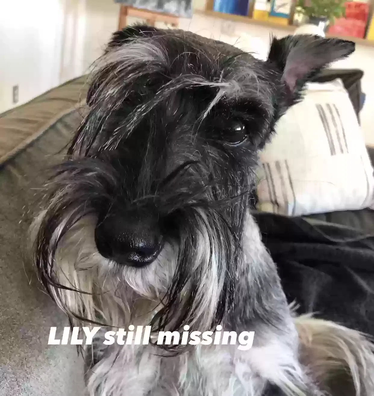 Lost dog in Los Angeles, CA, 90033