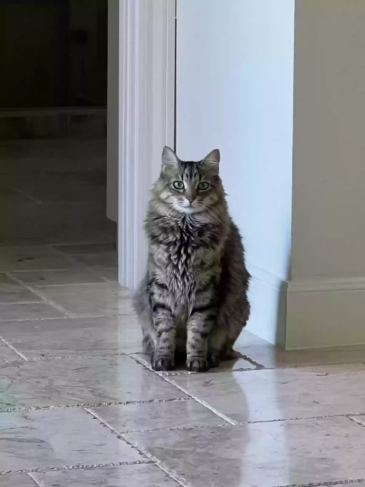 Lost cat in San Antonio, TX, 78232