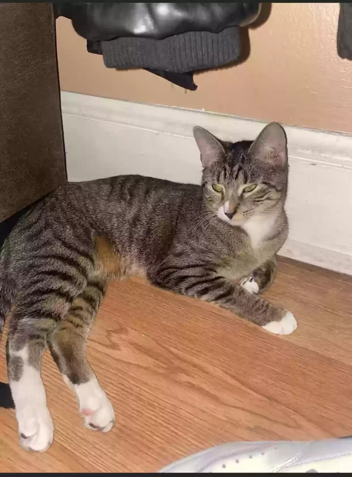 Lost cat in Niagara Falls, NY, 14301