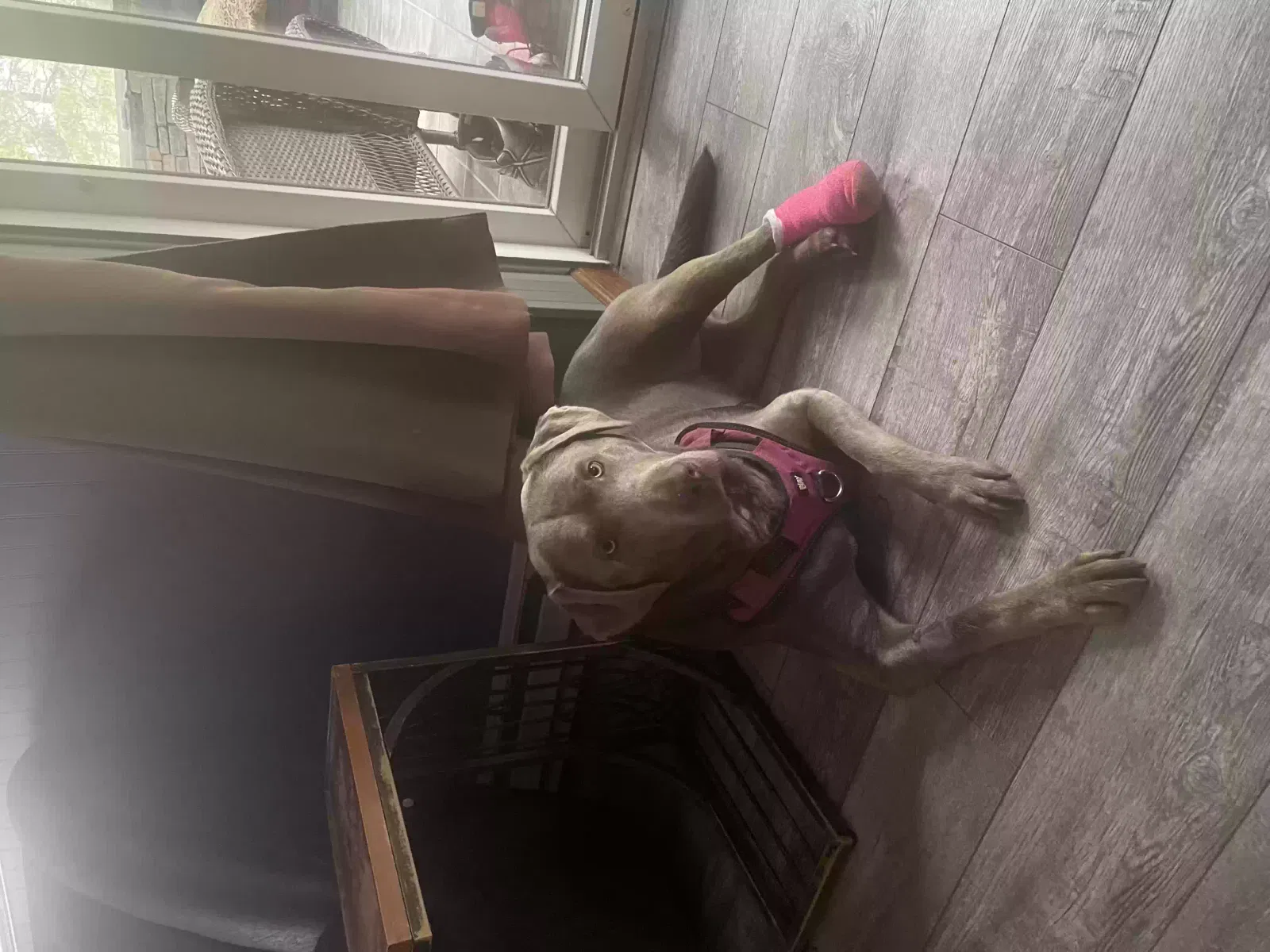 Found dog in Bath, PA, 18014