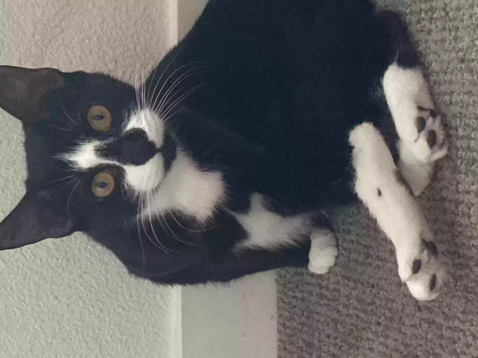 Lost cat in Forest Grove, OR, 97116
