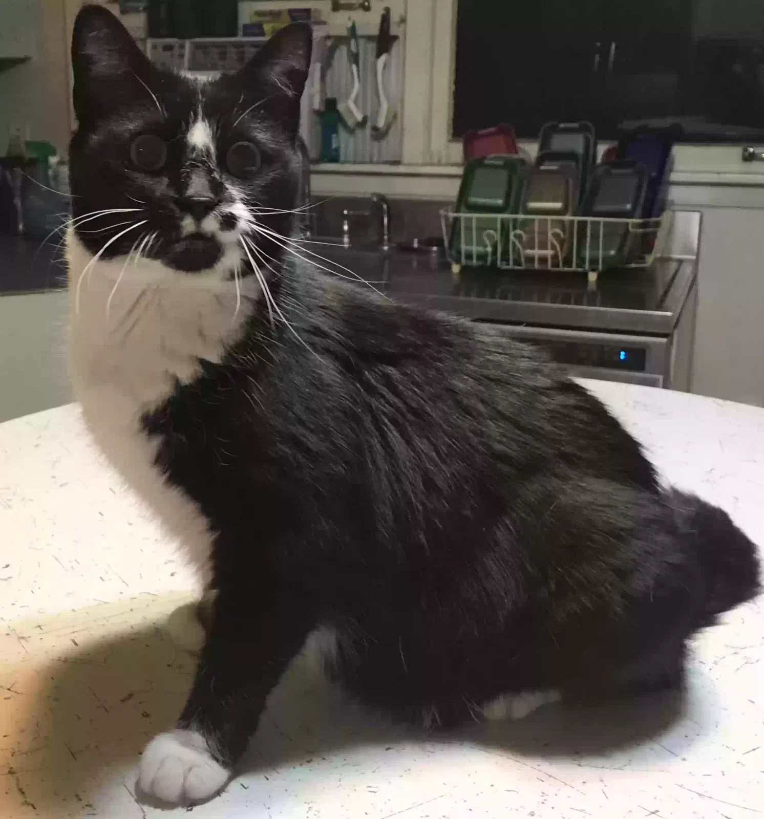 Lost cat in Memphis, TN, 38128