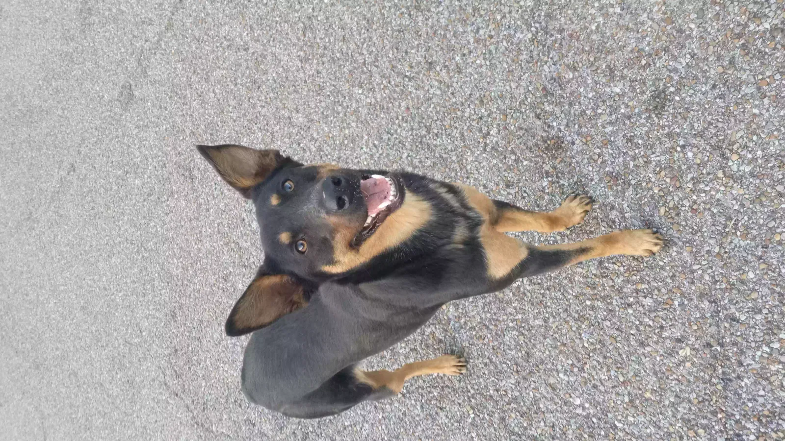 Lost dog in Hattiesburg, MS, 39401