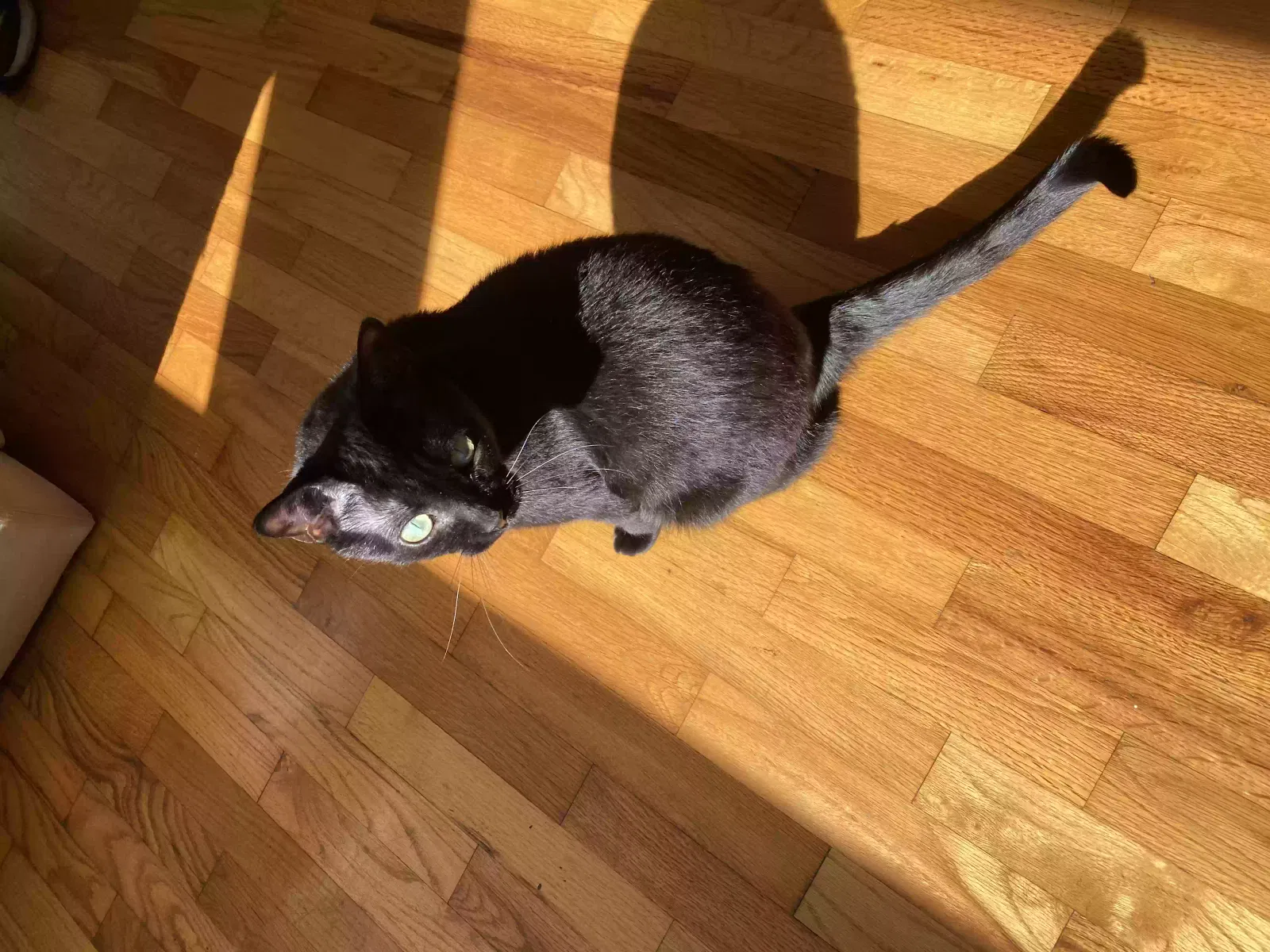 Lost cat in Muskegon, MI, 49445