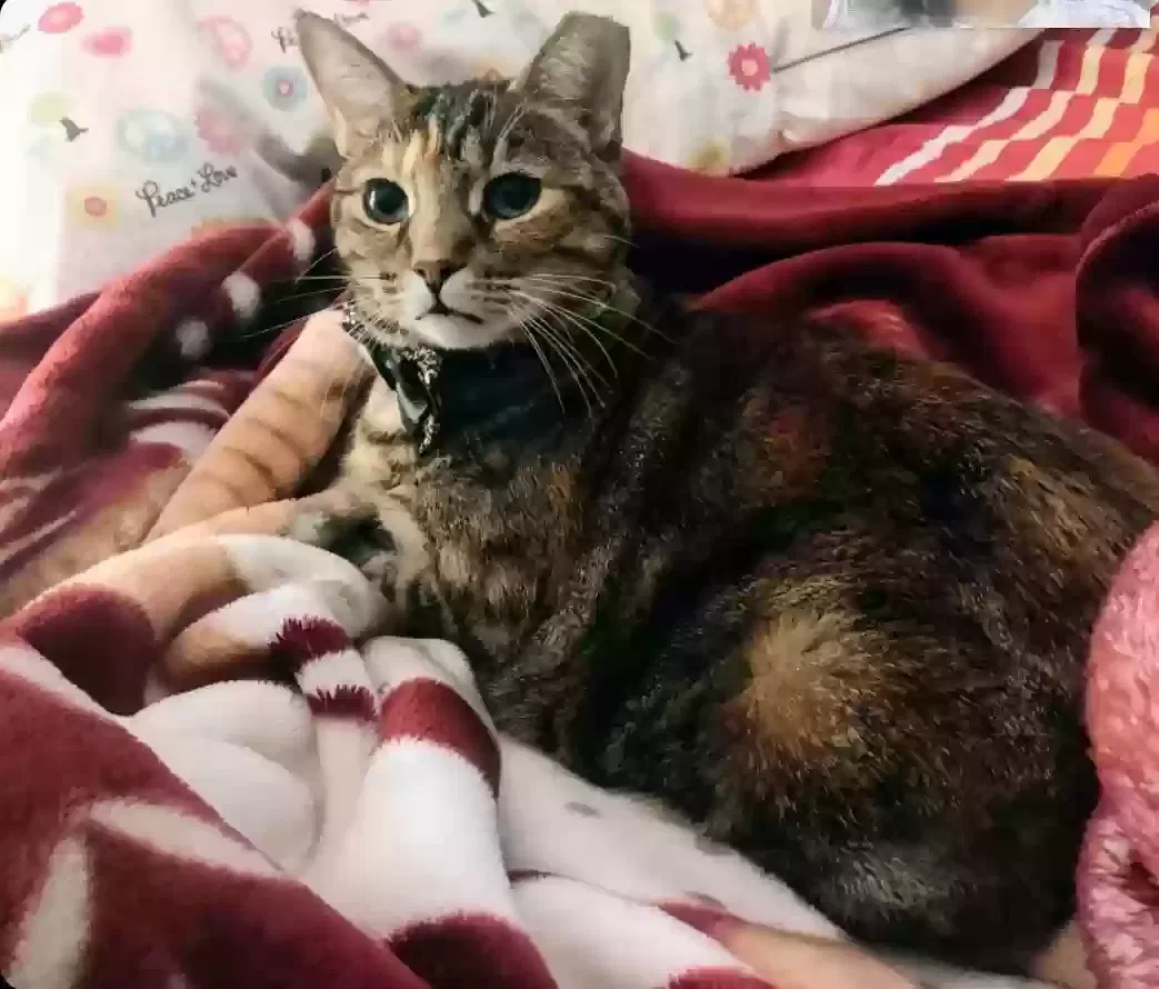Lost cat in Oakland, CA, 94611