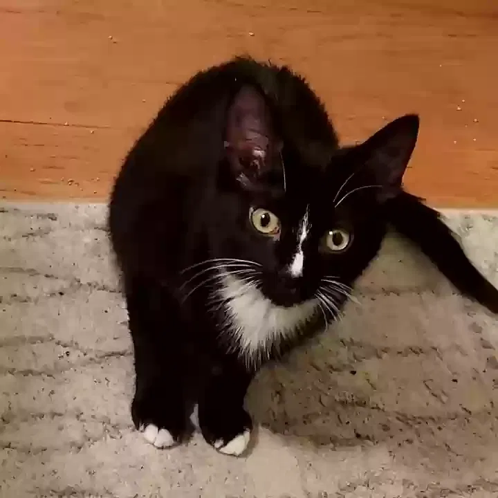 Lost cat in Loves Park, IL, 61111