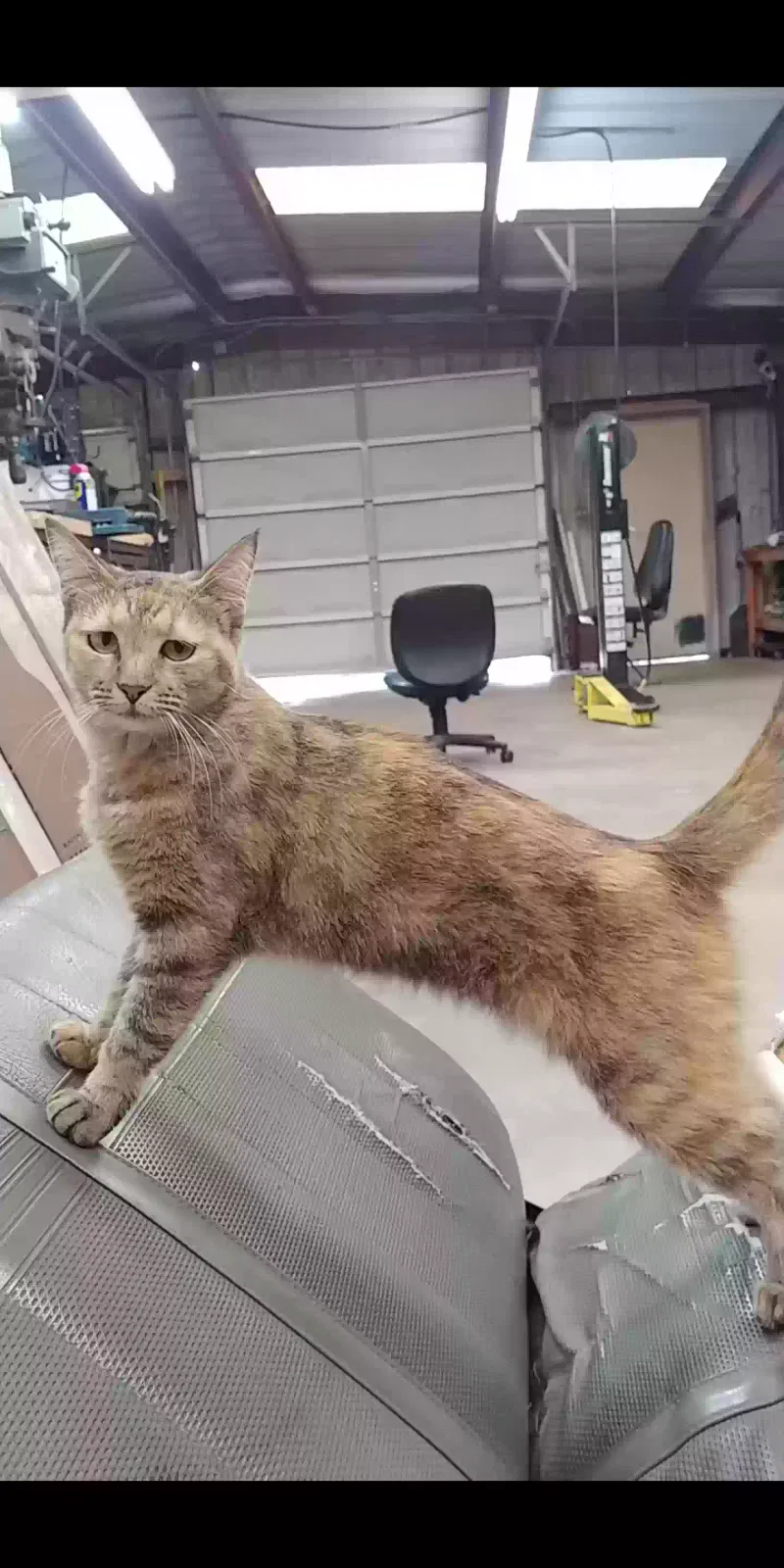 Lost cat in Corpus Christi, TX, 78415